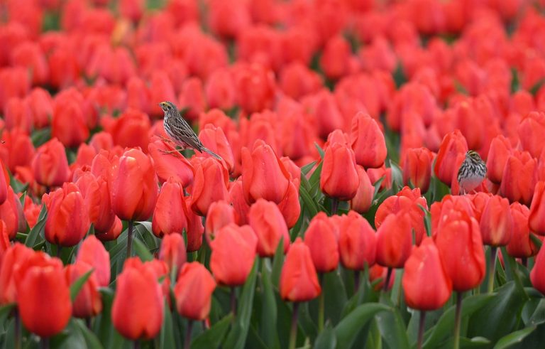 festivalul florilor drumul taberei