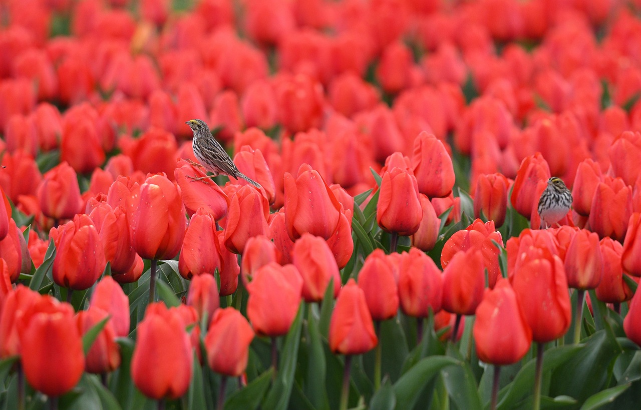 festivalul florilor drumul taberei